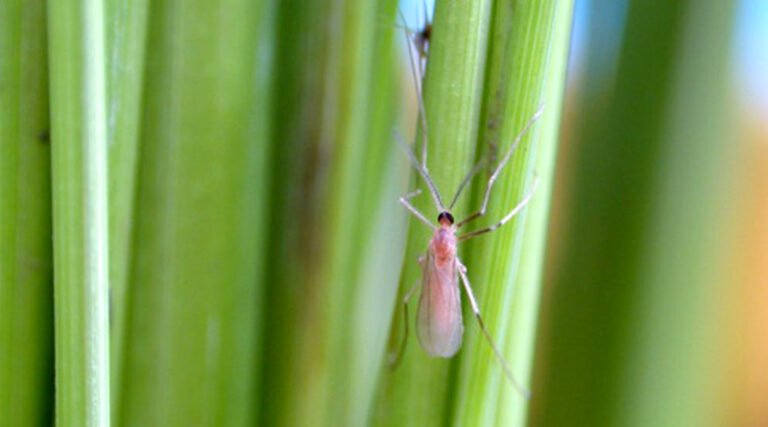 दो दिवसीय “समेकित कीट प्रबंधन“ पर प्रशिक्षण संपन्न