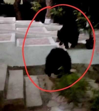 KORBA:-सतरेंगा रिसोर्ट में दिखे दो भालू…हादसे की आशंका के बीच वन विभाग ने गश्त बढ़ाने और सतर्क रहने दी सलाह