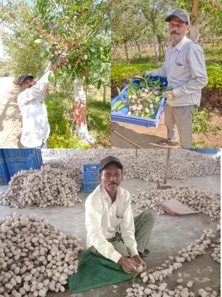 KORBA:-तसर पालन ने बदल दी जिंदगी – ग्राम सलोरा के किसान भरत राम केवट बने आत्मनिर्भर