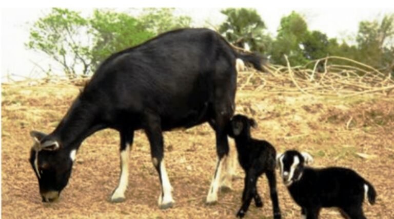 KORBA:-जिले में बकरियों के कृत्रिम गर्भाधान की सुविधा शुरू, नस्ल सुधार से बढ़ेगी पशुपालकों की आय