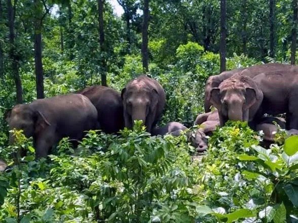 KORßA:-कुदमुरा वन परिक्षेत्र में हाथियों का उत्पात: आंगनबाड़ी केंद्र तोड़ा, रेडी-टू-ईट समेत अनाज खाया