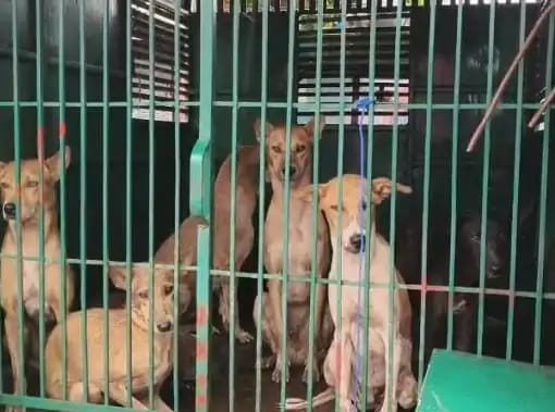 KORBA:-मासूम की मौत के बाद हरकत में आया प्रशासन, नगर निगम ने दादर से पकड़े 20 घुमंतु आवारा स्वान……पीड़ित परिवार को 1 लाख की सहायता राशि