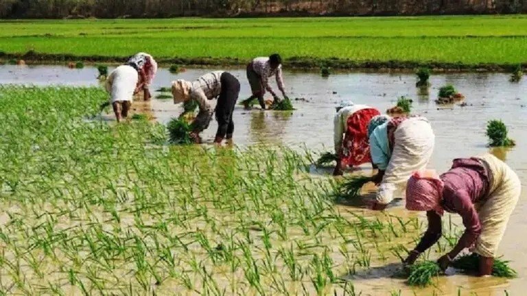 KORBA:-जुलाई में अच्छी बारिश से जिले में तेज हुई खेती-किसानी के काम