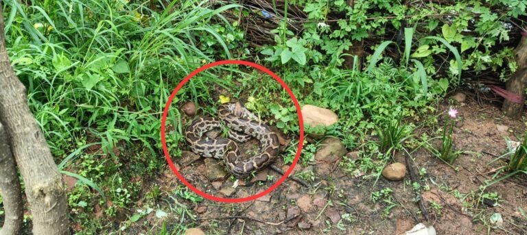 KORßA:-लेमरू में घर में घुसा विशालकाय अजगर, वन विभाग की त्वरित कार्रवाई से सुरक्षित रेस्क्यू, ग्रामीणों ने की सराहना