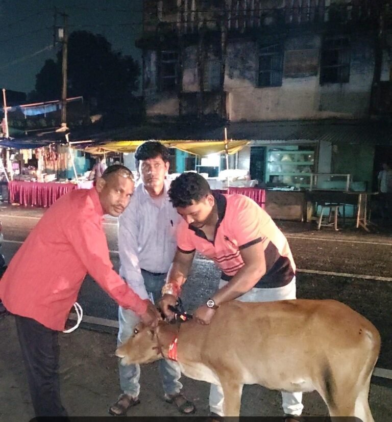 KORßA:-पशुधन विकास विभाग द्वारा 52 पशुओं को लगाए गए रेडियम बेल्ट