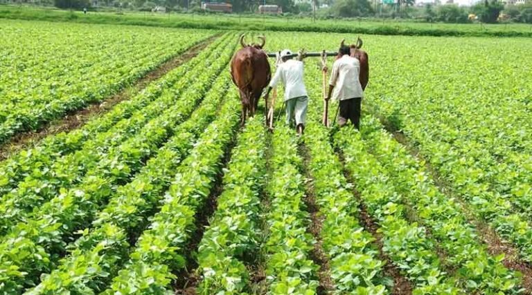 KORßA:-ग्राम ईरफ में प्रशिक्षण कार्यक्रम का आयोजन, किसानों को दी गई प्राकृतिक खेती और कृषक उन्नति योजना की जानकारी